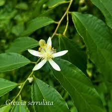 Image result for Grewia olukondae