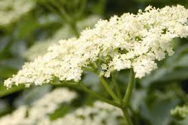 Valutato 4.88 su 5 su base di 8 recensioni. Sambuco Pianta Della Tradizione Inherba Il Mondo Delle Piante Aromatiche Oli Essenziali Estrazione D Essenze E Rimedi Cure Naturali