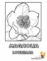 Magnolia is a large genus of about 210 flowering plant species in the subfamily magnolioideae of the family magnoliaceae. American States Flower Coloring Pictures H L Hawaii Louisiana Free