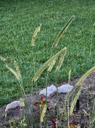 Image result for Ctenium