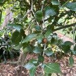 Image result for Gardenia cornuta