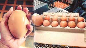 Jika dilihat dari putih dan kuningnya, telur ayam kampung punya warna kuning yang lebih oranye daripada resep leker teflon isi keju kornet, ide untuk jualan makanan. Telur Ayam 176 Gram Lebih Besar Tiga Kali Ukuran Telur Normal Dipecahkan Isinya Bikin Ngakak Pos Kupang