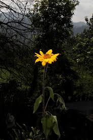 Image result for Tithonia tubaeformis