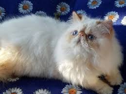 Flame point cats are intelligent and trainable. Himalayan Kitten Male Flame Point Color Animals Chicago Illinois Announcement 145321