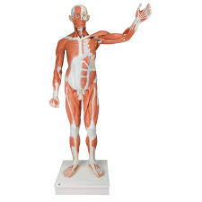 To access the teachmeanatomy 3d model, you must be a registered subscriber. Amazon Com 3b Scientific Va01 Male Muscular Anatomy Model Life Size 37 Part 3b Smart Anatomy Industrial Scientific