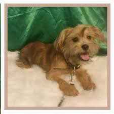 Have you seen Buddy? Carteret NJ area