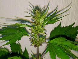 Keep male marijuana plants separate from your larger garden and be careful around pollen. What Can You Do With A Male Weed Plant Cannabis Wiki