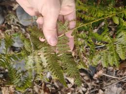 Image result for Drypetes arguta