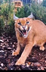 Why Do Caracals Hiss? Decoding The Meaning And Triggers Of Their Hissing