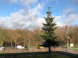 Die abteilung einwohnerwesen/ bürgerservice der stadt herne ändert ab montag, 3. Entsorgung Herne Holt Die Weihnachtsbaume Im Januar 2020 Ab