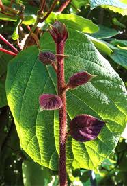 Learn how to grow kiwi fruit in your home, growing kiwi plants, kiwi fruits care, pests and diseases, and more about this plant. Kiwi Planting Pruning And Advice On Caring For It Video