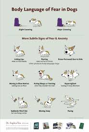 Pin On Dog Lover