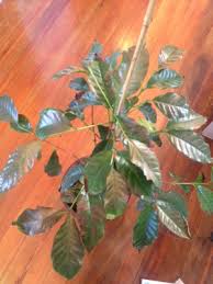 We did not find results for: How Should I Care For A Sunburned Coffee Plant Gardening Landscaping Stack Exchange
