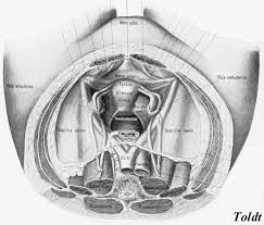 Check spelling or type a new query. Ph D Dr David Lendvai Institut Fur Anatomie Histologie Und Embryologie Anatomie Und Histologie Der Gebarmutter Pdf Free Download