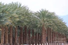 Phoenix dactylifera, commonly known as date or date palm, is a flowering plant species in the palm family, arecaceae, cultivated for its edible sweet fruit. Date Palms Near Mecca California 3 Photograph By Colleen Cornelius