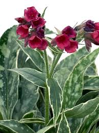 Image result for Pulmonaria Silverado