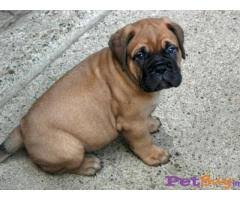 Find bullmastiff in dogs & puppies for rehoming | 🐶 find dogs and puppies locally for sale or adoption in canada : Bullmastiff Pup Price In India Petbuy In