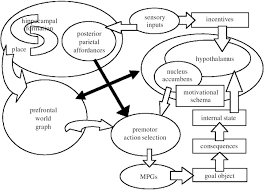 Bookbrain stem nuclei / the brainstem regulates vital cardiac and respiratory functions and pons :. From Cybernetics To Brain Theory And More A Memoir Sciencedirect