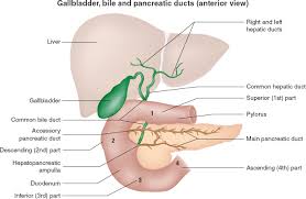 Maybe you would like to learn more about one of these? Liver Anatomy And Physiology Anesthesia Key
