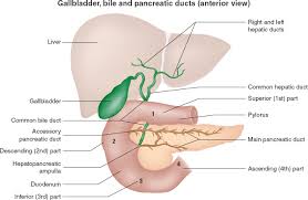 The human liver is located on the right side of the abdomen. Liver Anatomy And Physiology Anesthesia Key