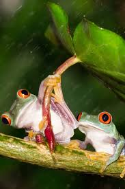 Leapfrog your way down this page and be amazed at how gorgeous and clear our huge collection of frog images is! Cute Frog Wallpaper Iphone 8 2021 3d Iphone Wallpaper