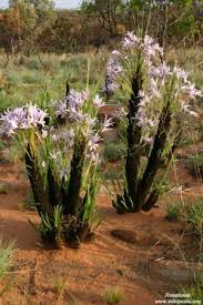 Image result for Elephantorrhiza elephantina