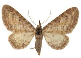 Image result for Eupithecia subumbrata