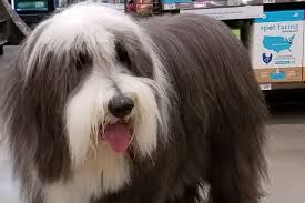 Maybe you would like to learn more about one of these? Seizure Alert Dog Spike Has A Remarkable Track Record