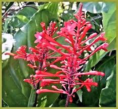 Check spelling or type a new query. Red Firespike Live Semi Tropical Plant Winter Bloomer Florida Native Hummingbird Butterfly Garden Starter Size 4 Inch Pot Emeralds Tm Outdoor Gardening Plants Commentfer Fr