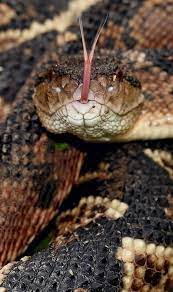 Bushmaster Lachesis Muta Beautiful Snakes Reptiles And Amphibians Reptile Snakes