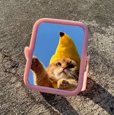 Mirror Mirror In 2020 Cute Animal Memes Cute Cat Wallpaper Cute Little Animals