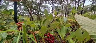 Image result for Ampelocissus