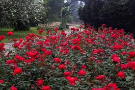 Inilah taman bunga terindah di dunia. Untuk Kamu Yang Romantis Berikut 10 Taman Bunga Mawar Terindah Di Dunia