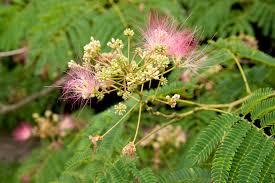 Image result for Albizia isenbergiana