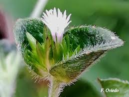 Image result for Elephantopus mollis