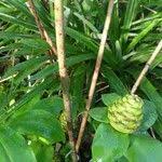 Image result for Costus dubius