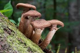 Image result for Humularia descampsii