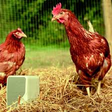 This breed is among the most popular chicken breeds for backyard flocks. The Chicken Farm Superflex August Engkilde August Engkilde