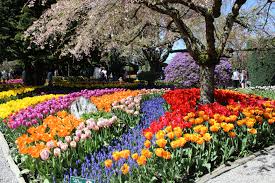 Landscape photography blog of oregon and the pacific northwest including washington state and british columbia. Following Blooms In The Pacific Northwest Getting On Travel