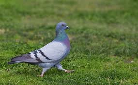 Also explore thousands of beautiful hd wallpapers and background images. 4 Cara Merawat Burung Merpati Dengan Mudah Bisa Jadi Hobi Baru Di Rumah Rumah123 Com