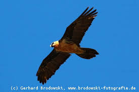 Die verwechslung der arten in den alpen liegt daran, dass der junge bartgeier jahrelang ein dunkles gefieder trägt, welches ihn dem alten, dunkel gefärbten steinadler sehr ähnlich macht. Bartgeier Steckbrief Verbreitung Brutzeit Lebensraum Bilder Referat