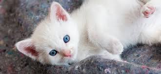 Download png image you need and share it via sns. Hd Wallpaper Short Coated White Kitten Cute Eyes Blue Furry Funny Looking Wallpaper Flare