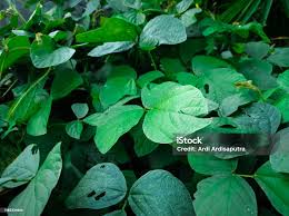 Image result for Calopogonium mucunoides