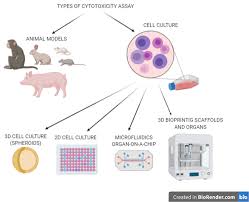 We did not find results for: Types Of Biological Materials And Techniques Used In Cytotoxicity Download Scientific Diagram