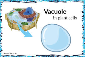 Check spelling or type a new query. Vacuole Function And Structure Extra Space Storage Rs Science