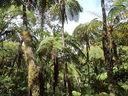 Image result for Cyathea mossambicensis