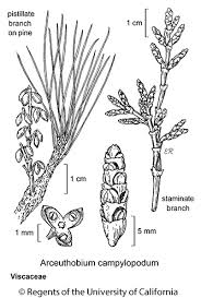 Image result for Viscaceae