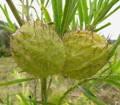 Image result for Gomphocarpus semilunatus