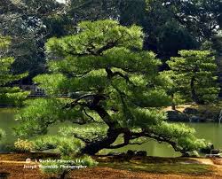 Ze Jeu A La Con Avec Photos Page 110 Loisirs Discussions Forum Hardware Fr Japanese Black Pine Tree Bonsai Tree Types Japanese Garden