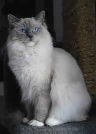 However, the official denomination will most likely be 'blue' when they are registered. Ragdoll Cat Kittens Kitten Pet Kitty Feline Eyes Animals Fluffy Blue Pxfuel